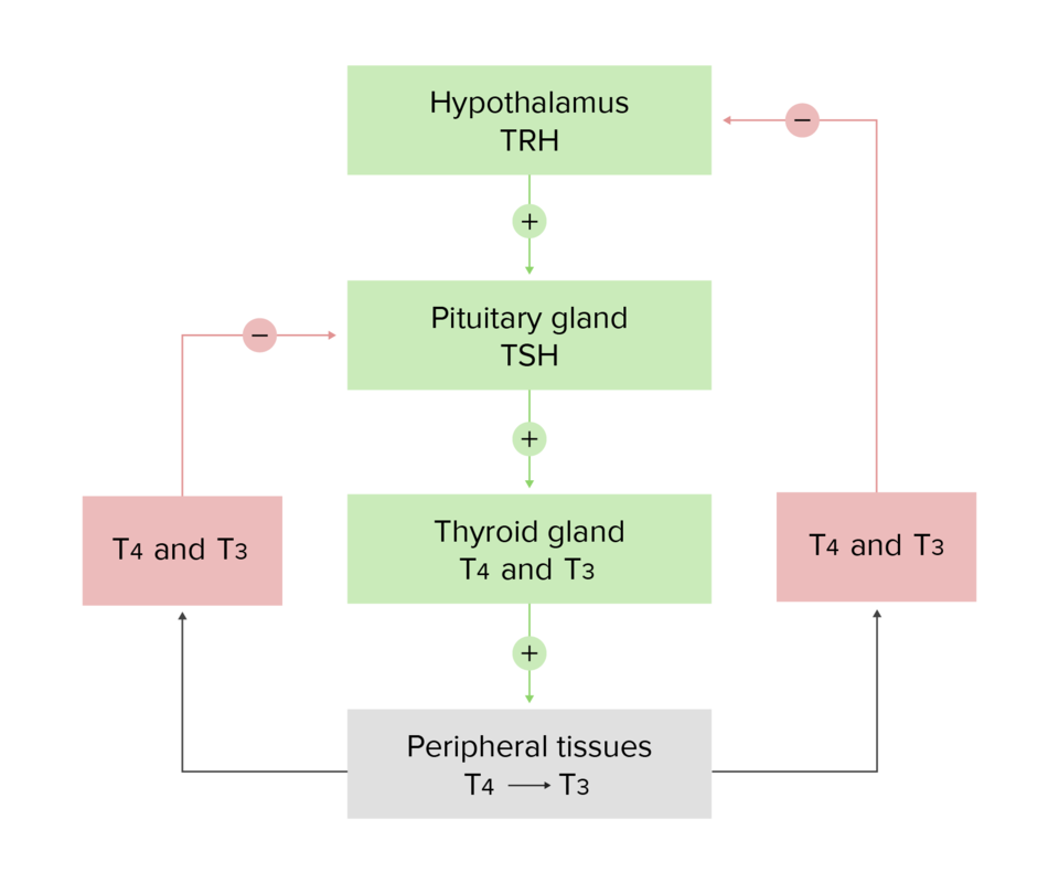 Thyroid Hormones Concise Medical Knowledge