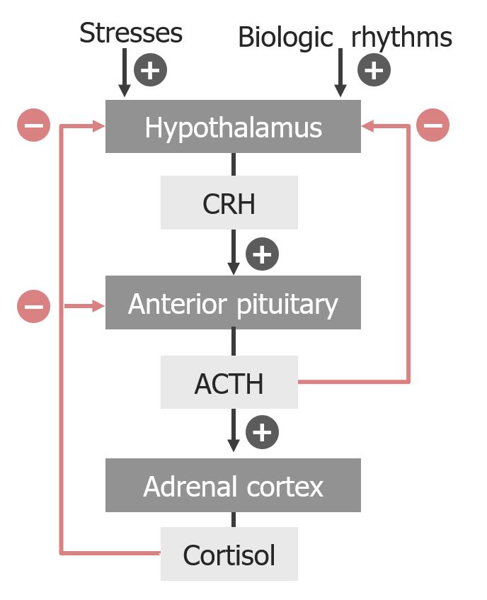 Hypothalamic pituitary adrenal cortex axis flowchart