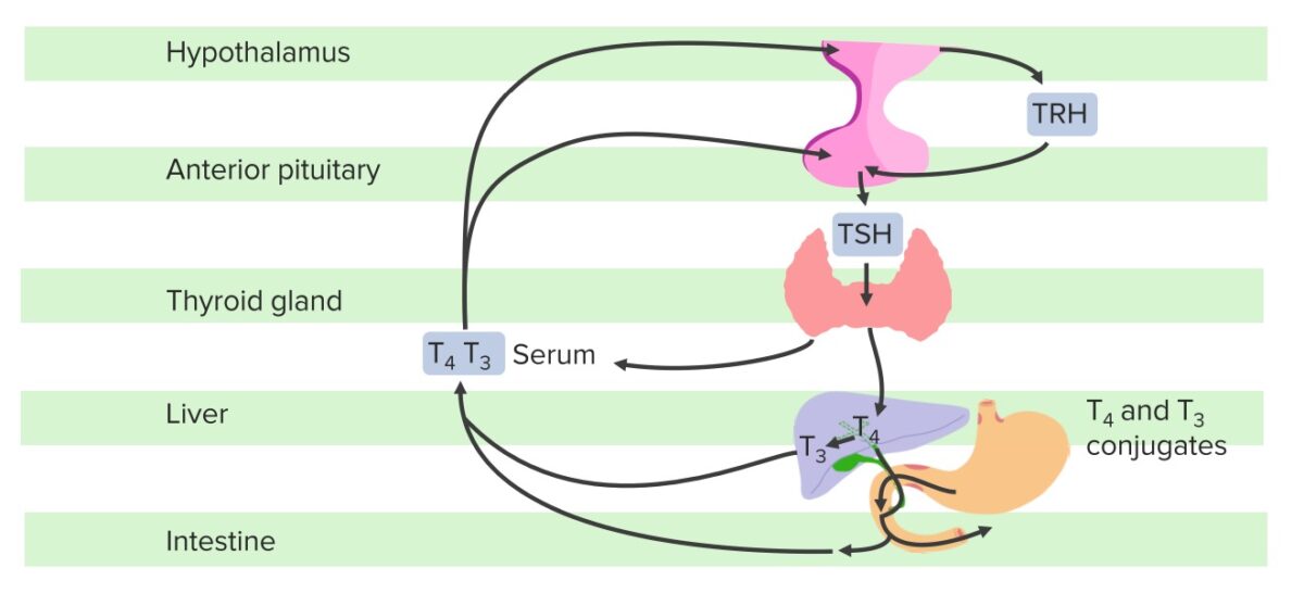 Hypothalamic–pituitary–thyroid axis