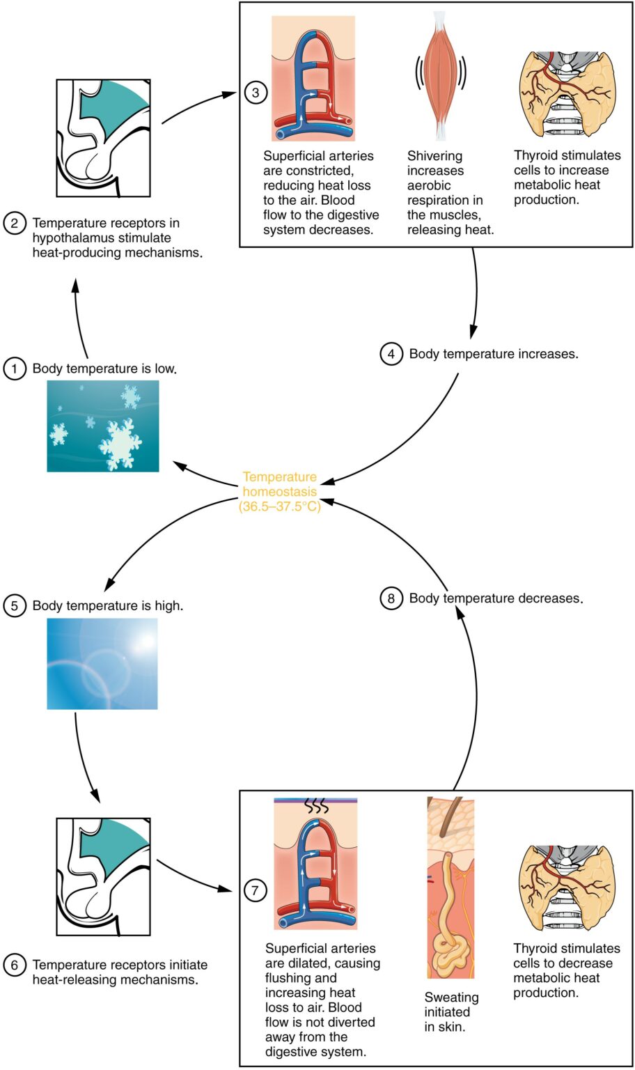 Body Temperature Regulation | Concise Medical Knowledge