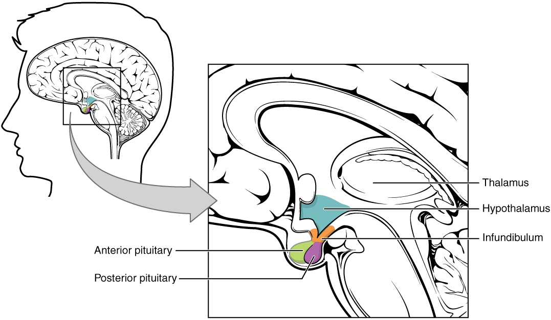 Hypothalamus-Hypophysen-Komplex