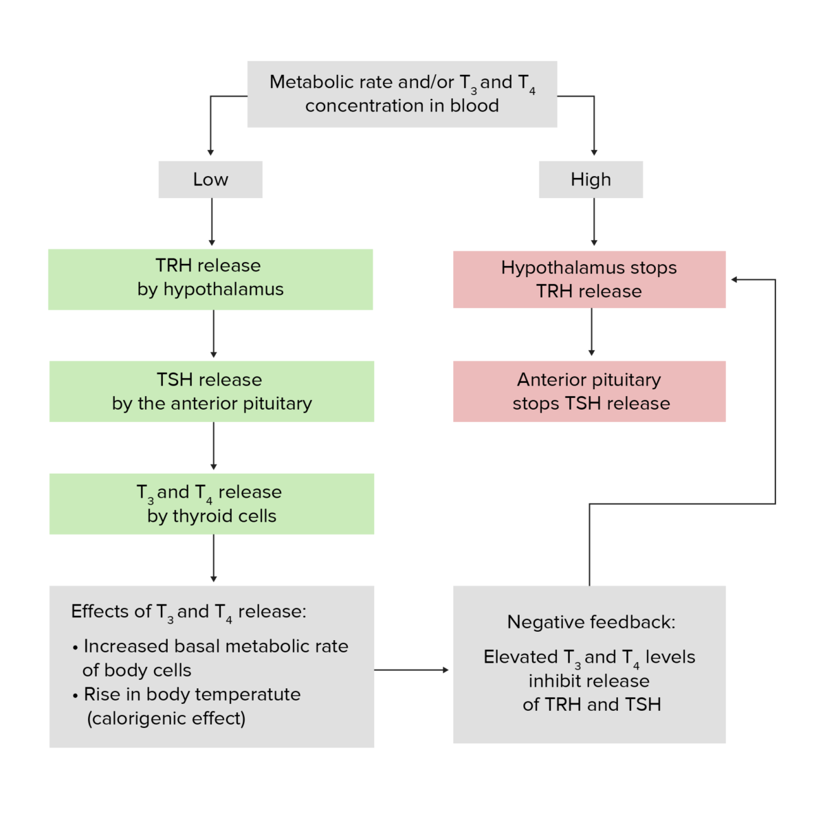 Hypothalamic–pituitary–thyroid axis feedback loop