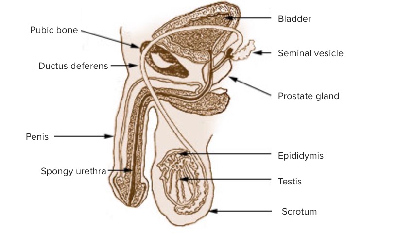 Illustration of the penis