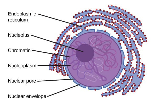 Illustration of the structure of the nucleus