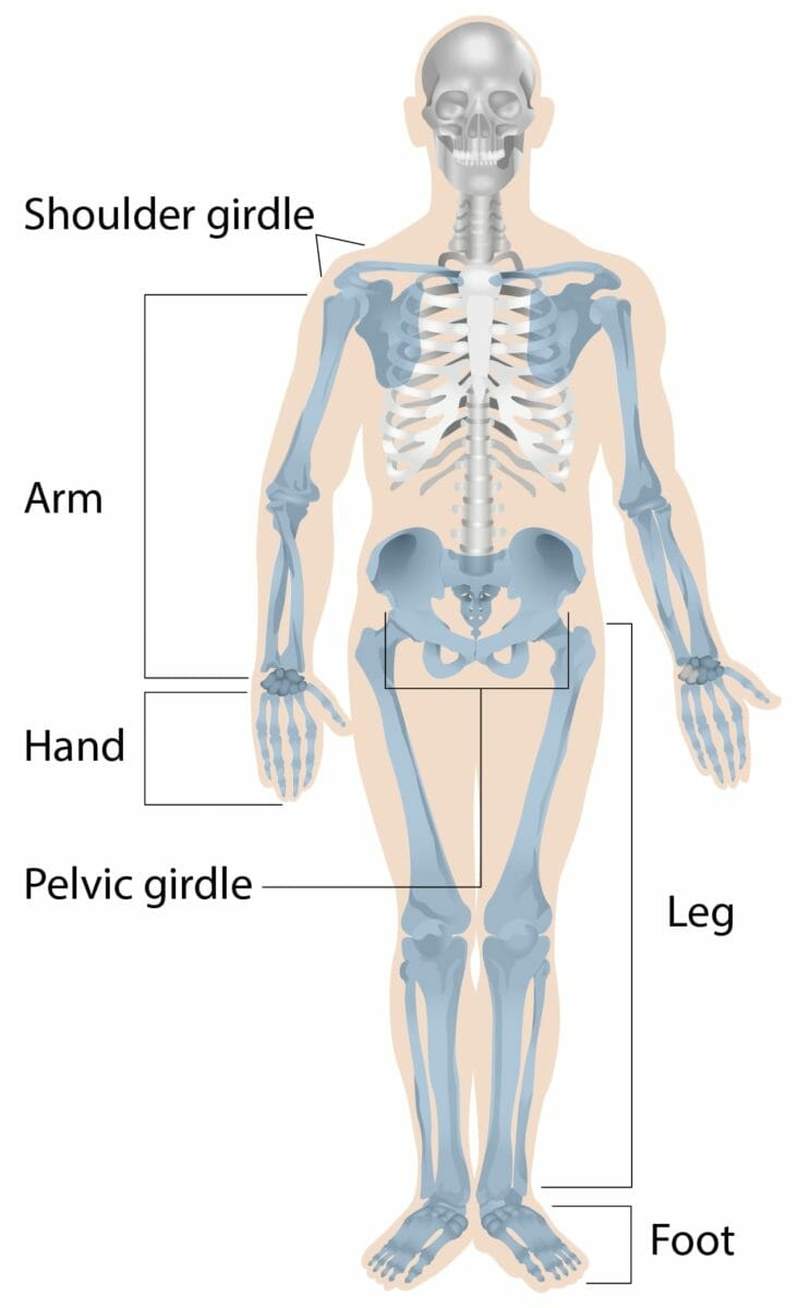 Illustration representing the bones that form the appendicular skeleton