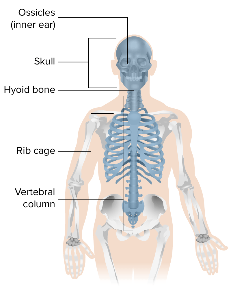 Illustration representing the bones that form the axial skeleton