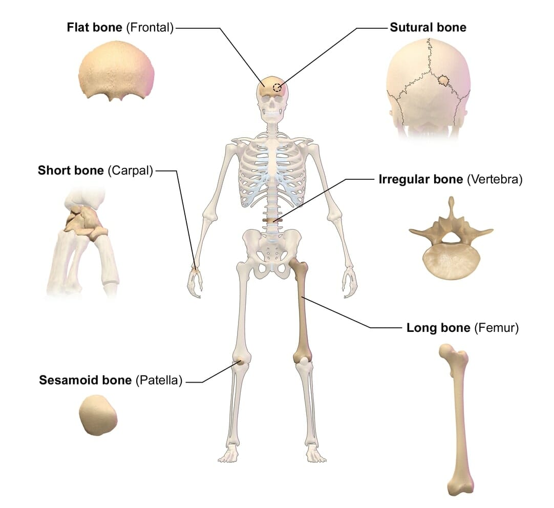 Illustration representing the classification of bones by their shape