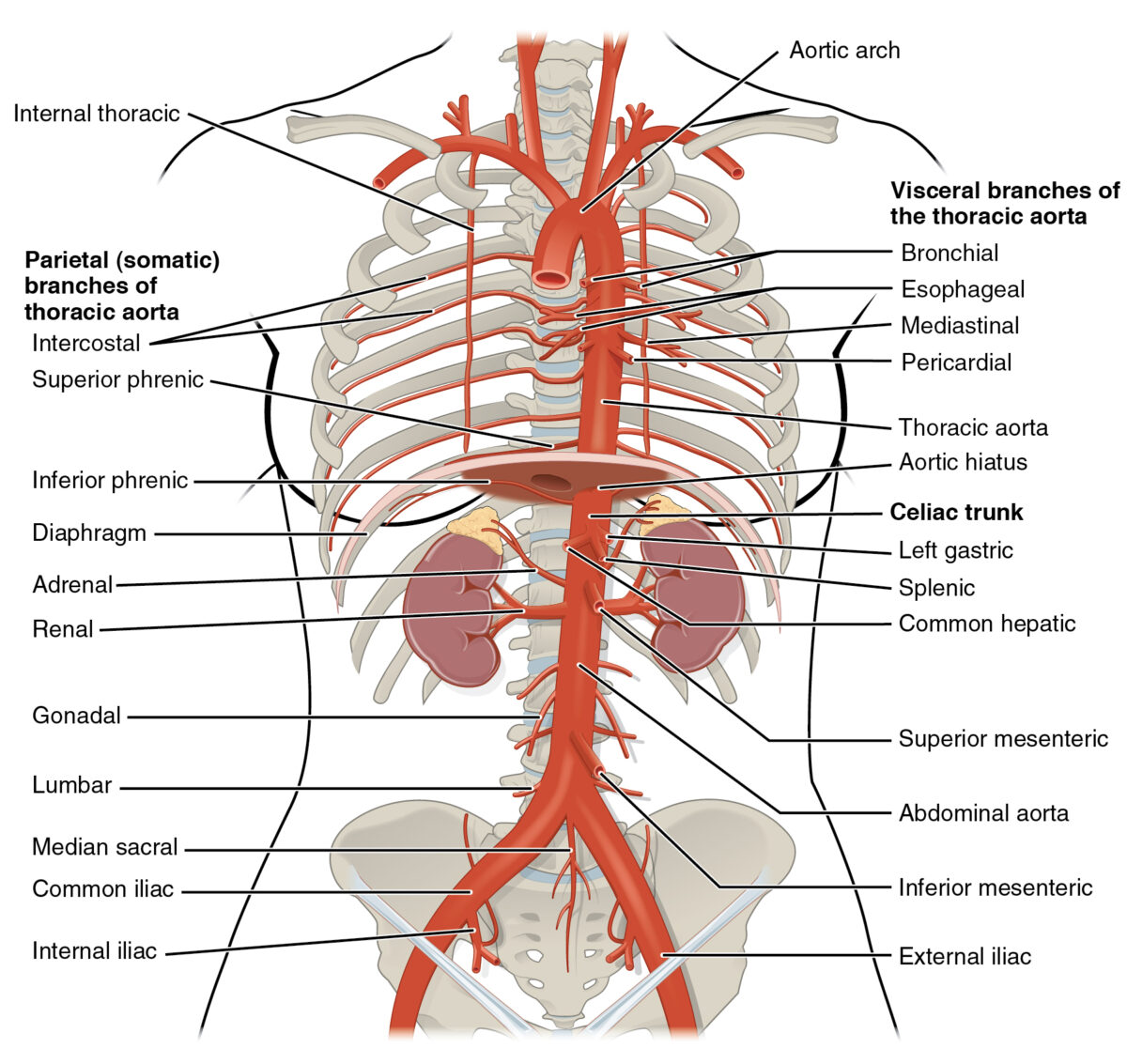Imagen que muestra algunas de las arterias responsables del suministro de sangre al esófago.