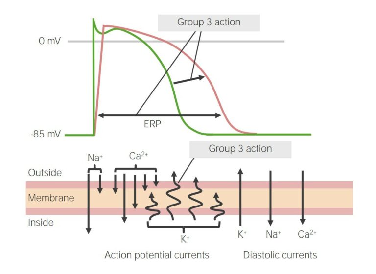 Class 3 Antiarrhythmic Drugs (Potassium Channel Blockers) | Concise ...