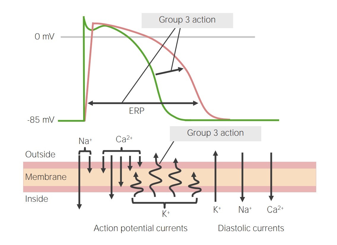 Imagen que representa la acción de los antiarrítmicos de clase 3 en la fase 3 del potencial de acción