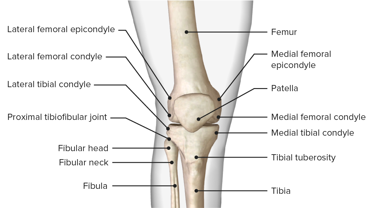 Imagem mostrando os marcos ósseos dos ossos do fêmur, tíbia e patela. Superfície anterior