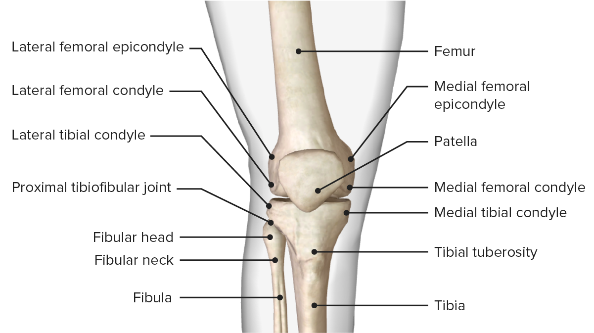 Anatomical Knee Joint Key Ring Keychain Femur Tibia 