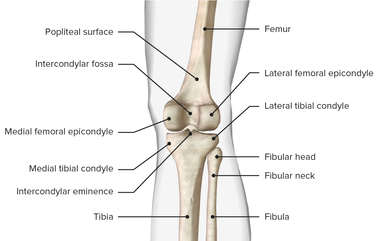 Image showcasing the bony landmarks of the femur, tibia, and patella bones. Posterior surface