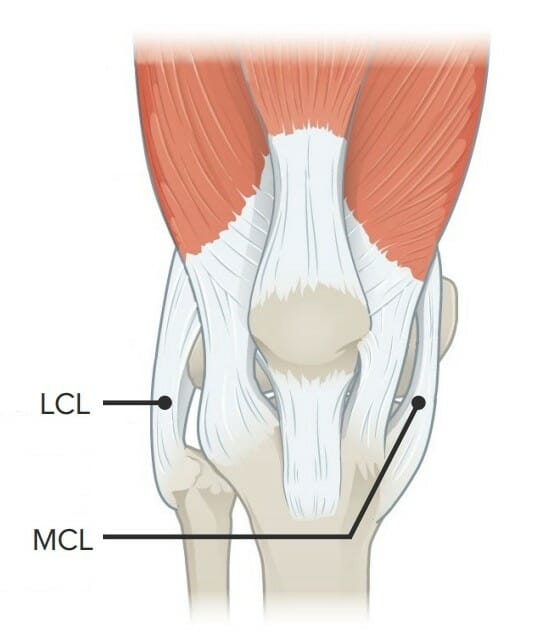 Image showcasing the lateral collateral ligament (lcl) and the medial collateral ligament (mcl)
