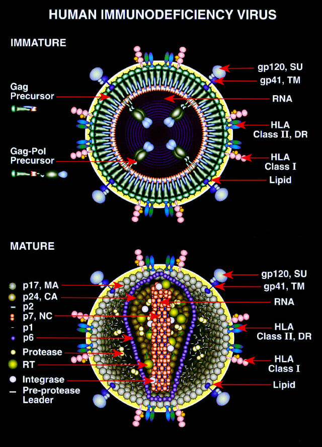 Immature and mature forms of hiv