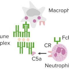 Immune complex mediated pathways underlying type III hypersensitivity.