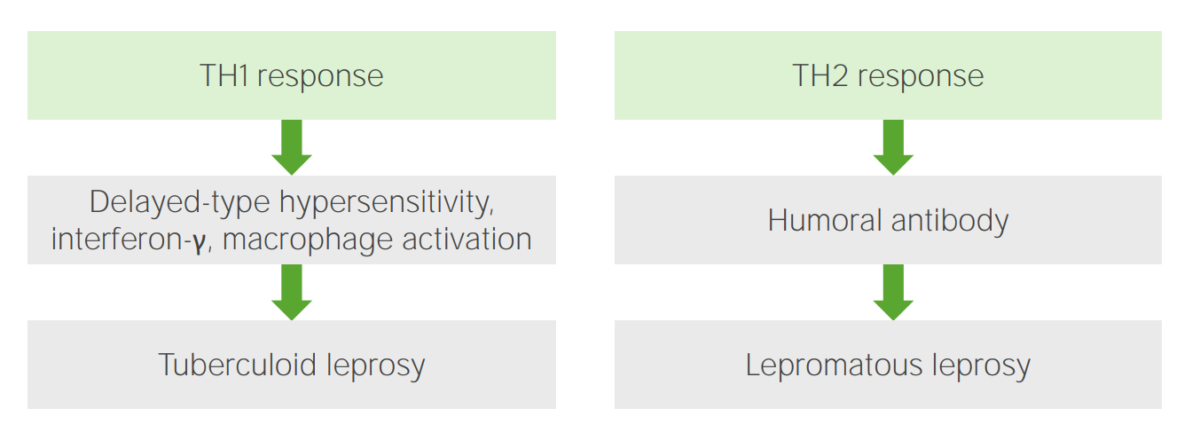 Immune response to leprosy