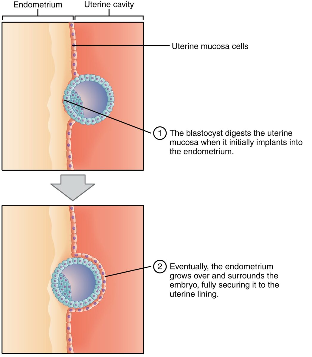 Implantation of the blastocyst