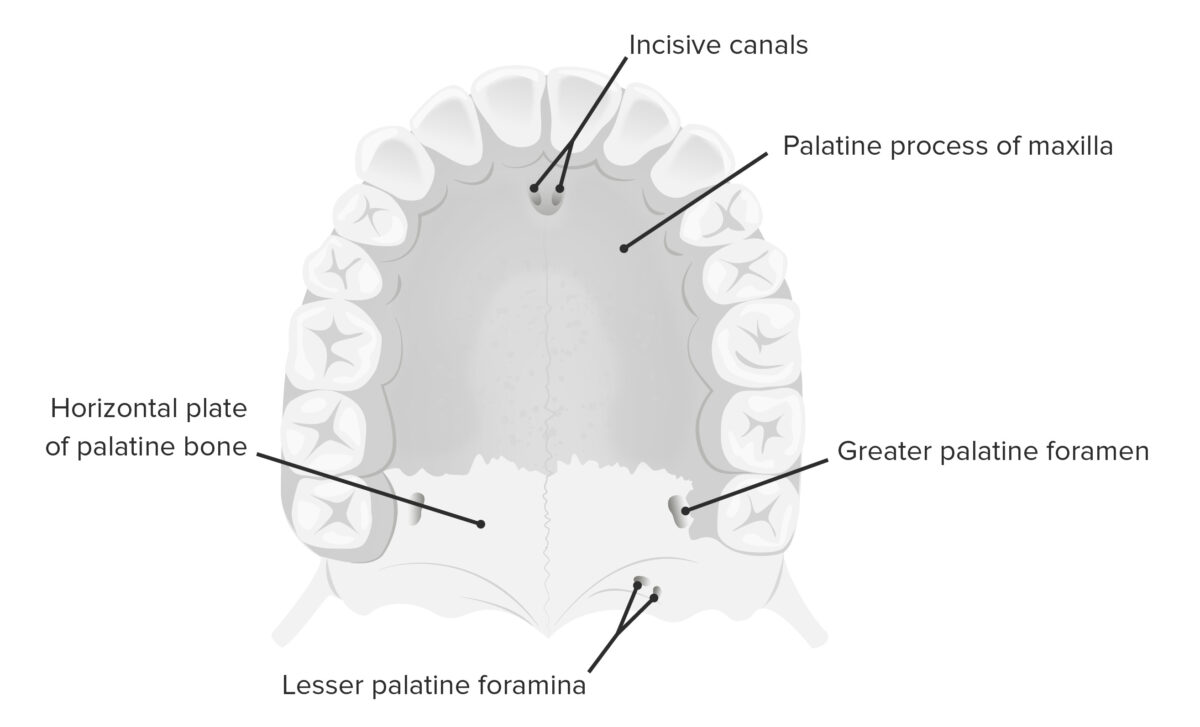 Inferior view of the hard palate