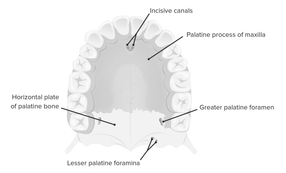 Vista inferior del paladar duro
