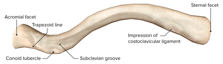 Shoulder Joint: Anatomy | Concise Medical Knowledge