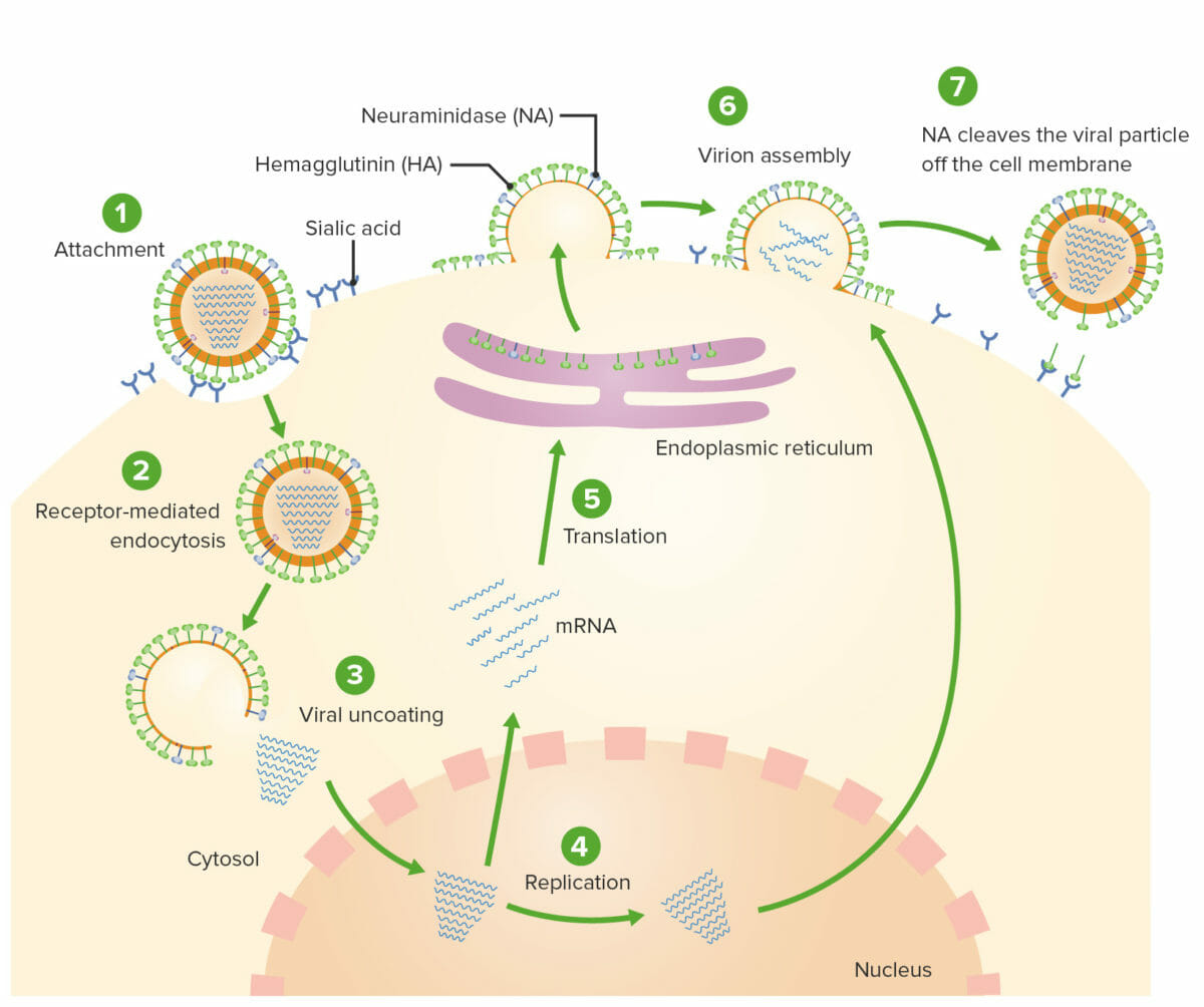 Replicación del virus de la influenza