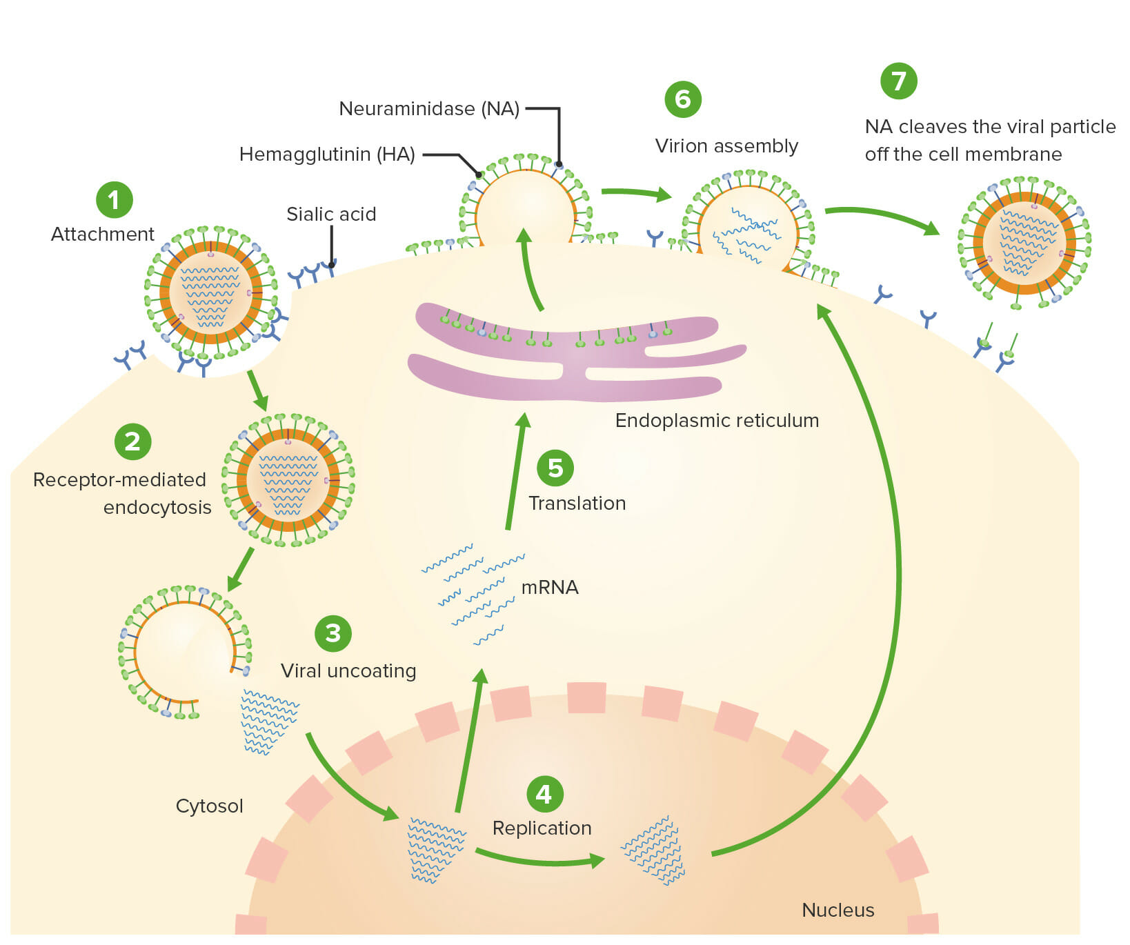 Influenza virus replication