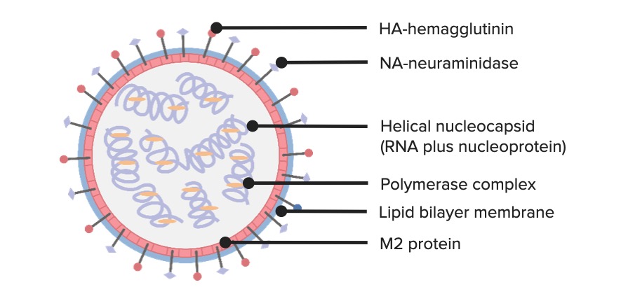 Influenza Viruses/Influenza | Concise Medical Knowledge