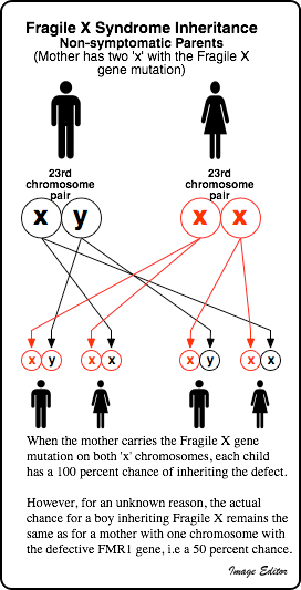 Inheritance of fragile x syndrome