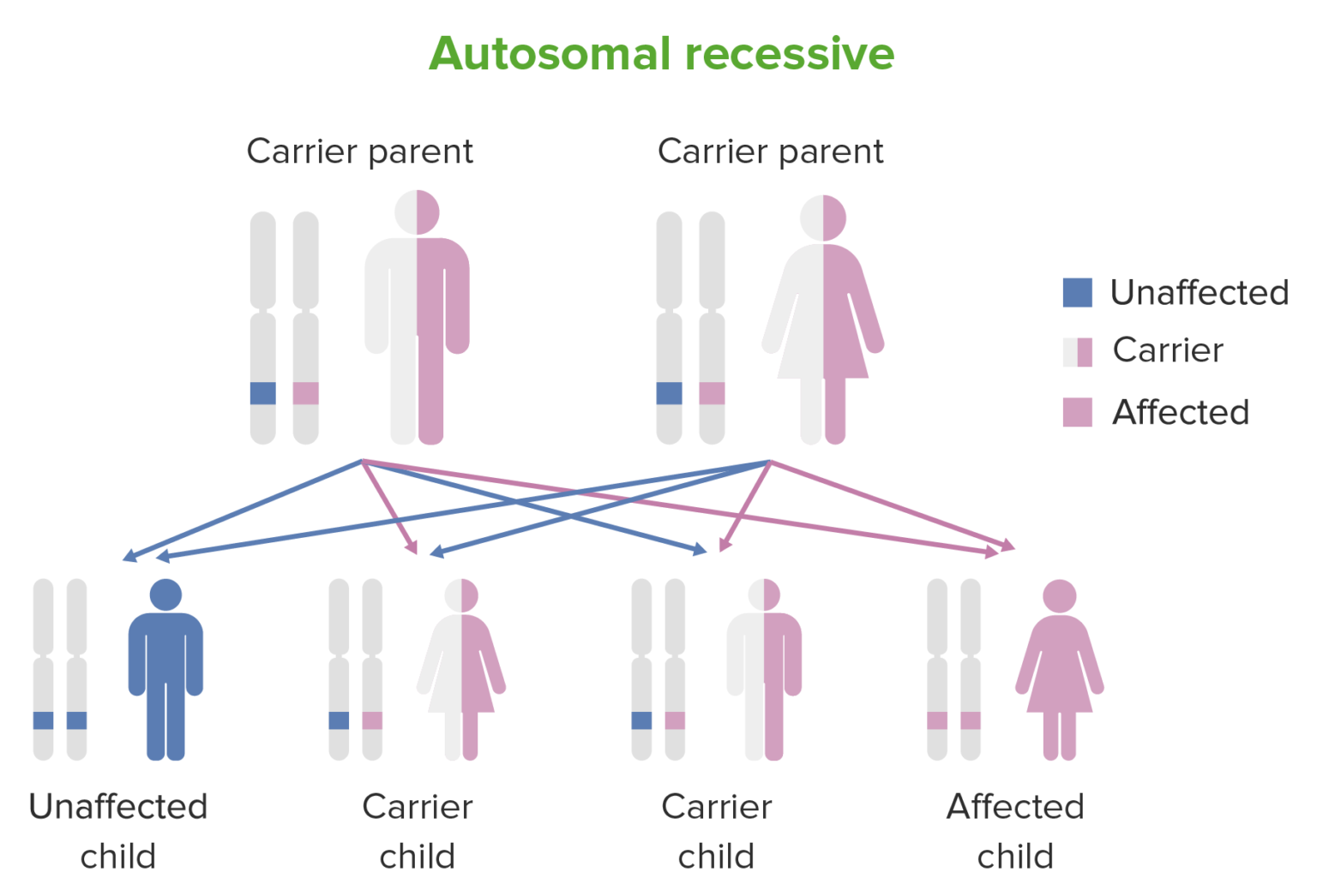 What Is Meant By Autosomal Dominant Gene Mutation