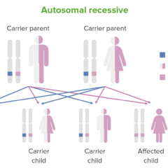 Inheritance pattern of autosomal recessive conditions