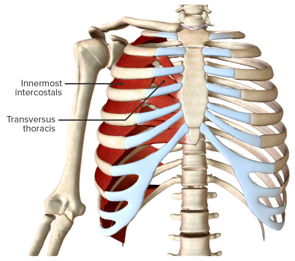 Innermost intercostals & transversus thoracis muscles