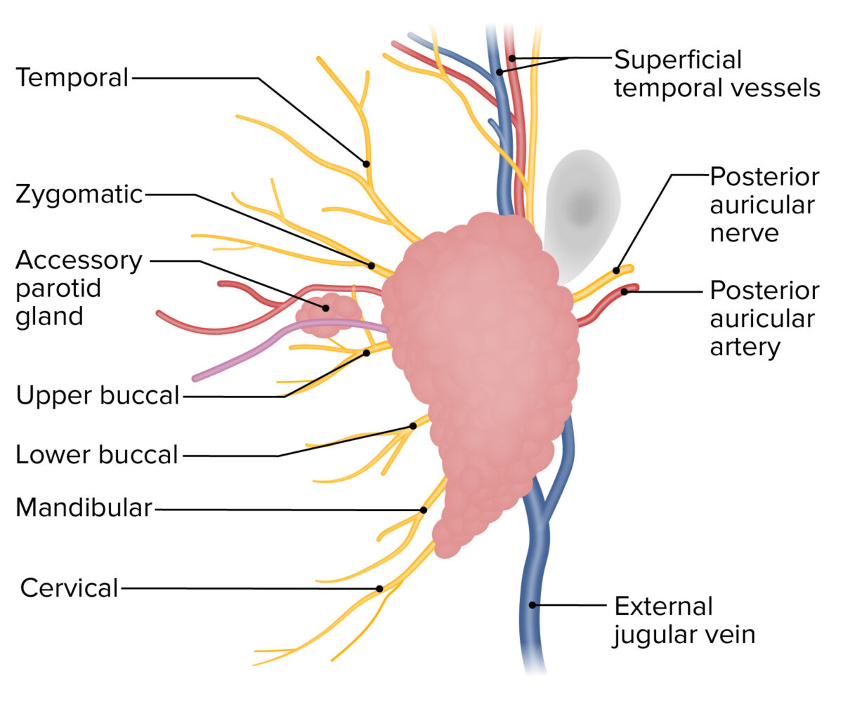 Innervation, blood and venous supply of parotid gland