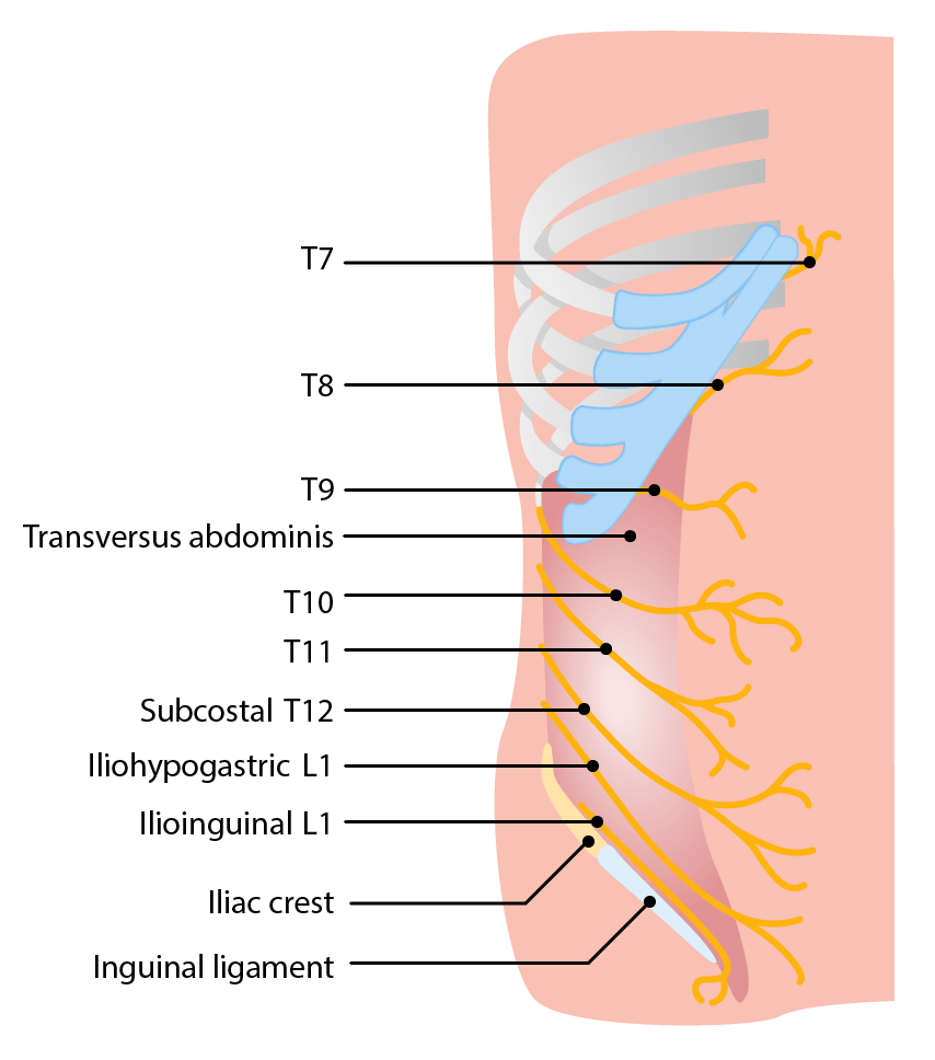Nerves innervating the anterior abdominal wall