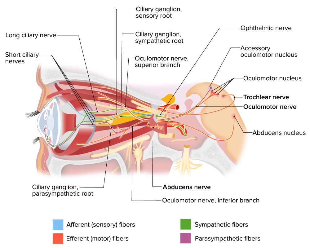 Innervation of ocular muscles by cranial nerves iii, iv, and vi