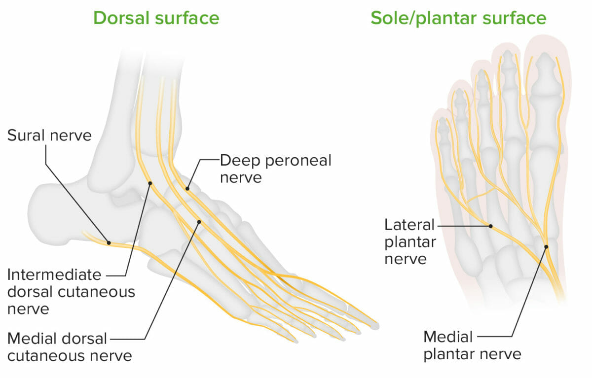 Inervación de las porciones dorsal y plantar del pie.