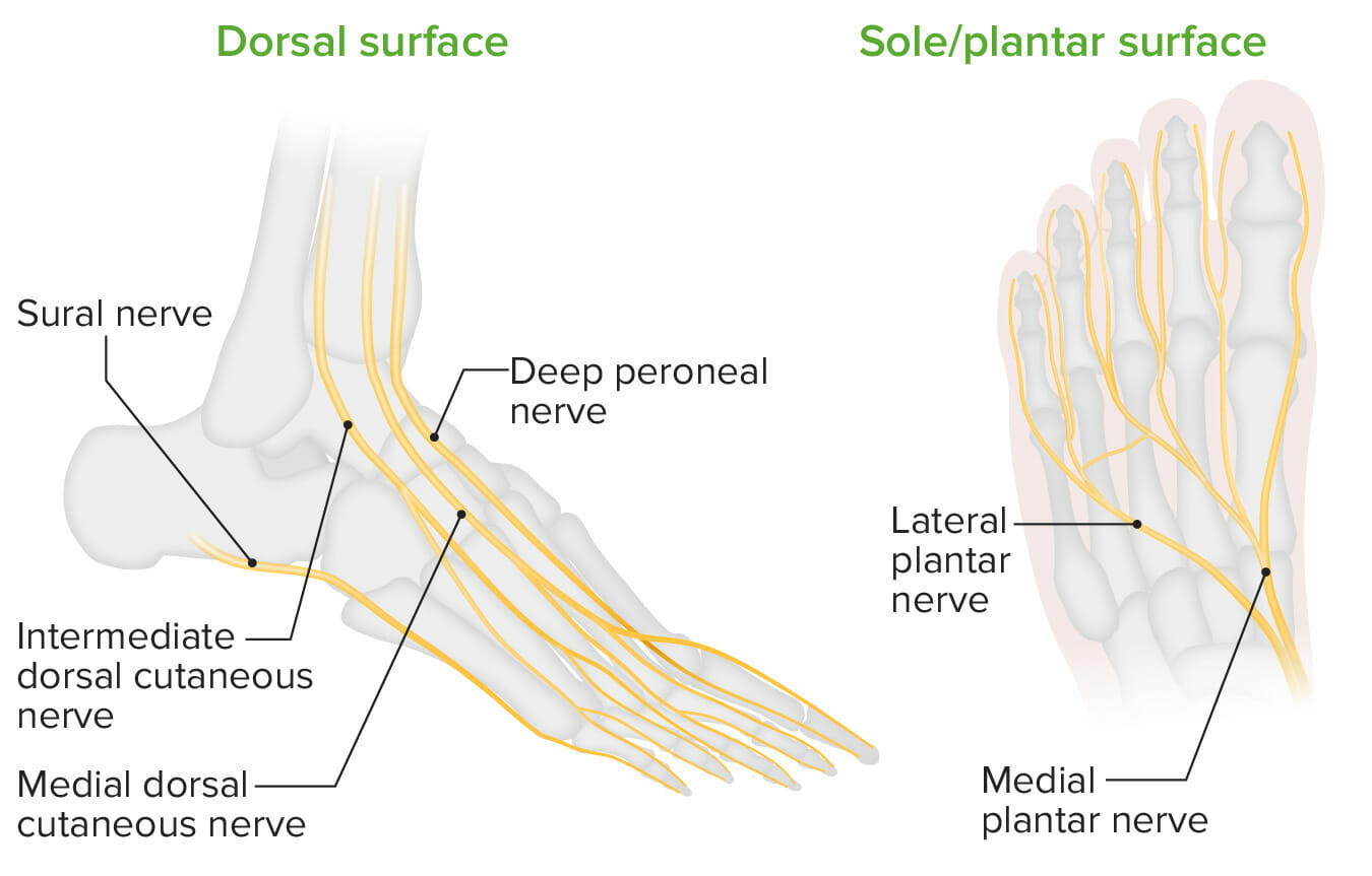 dorsum of foot