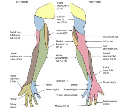 Forearm: Anatomy | Concise Medical Knowledge