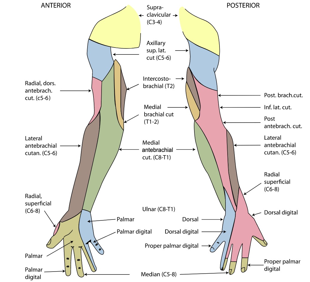 Antebra o Concise Medical Knowledge