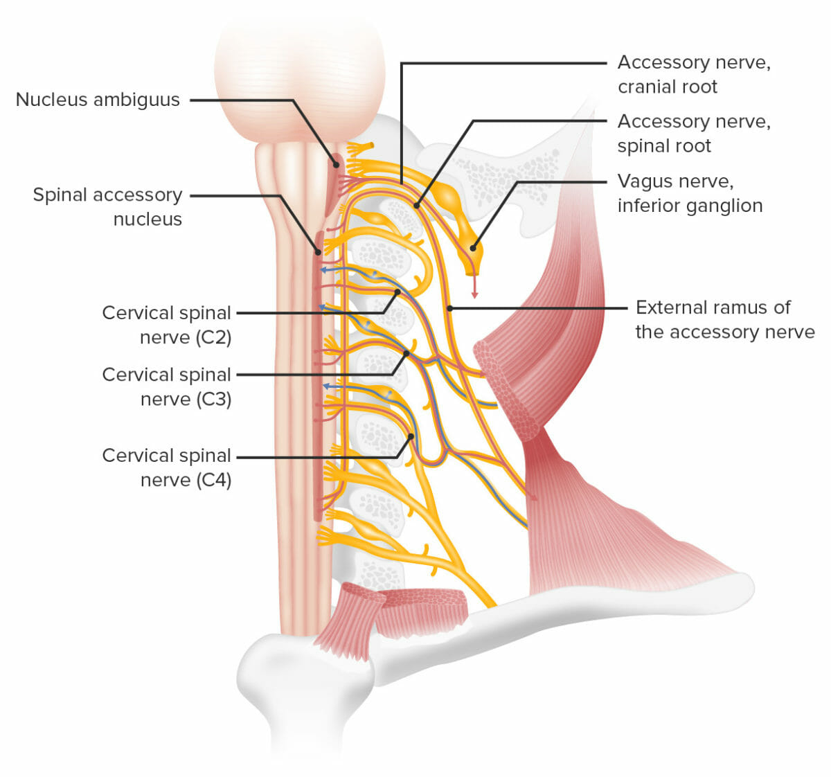 Innervation of the sternocleidomastoid and trapezius muscles by cn xi