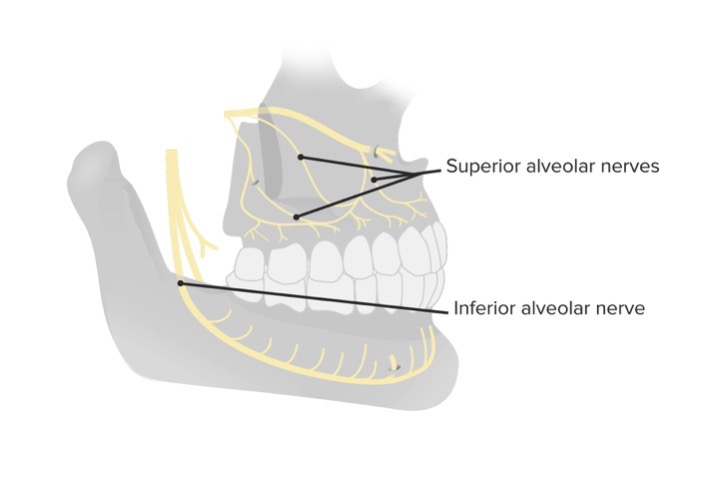 Innervation of the teeth
