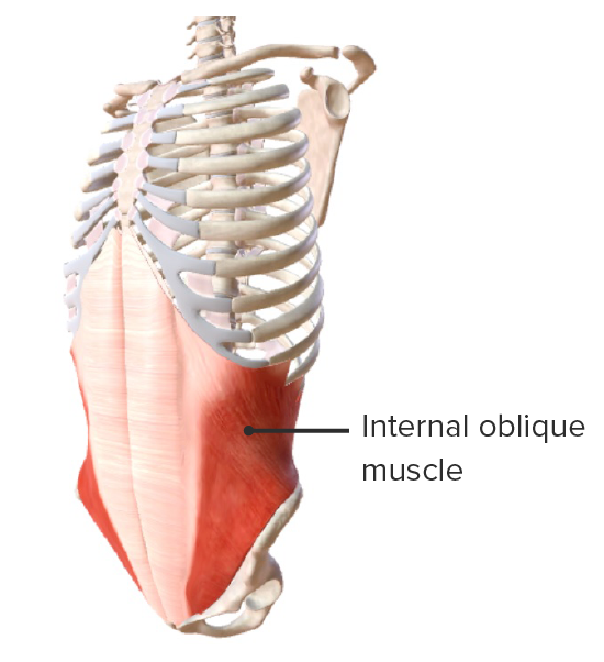 Internal oblique muscle