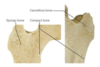 Internal structure of a femur head structure of bones