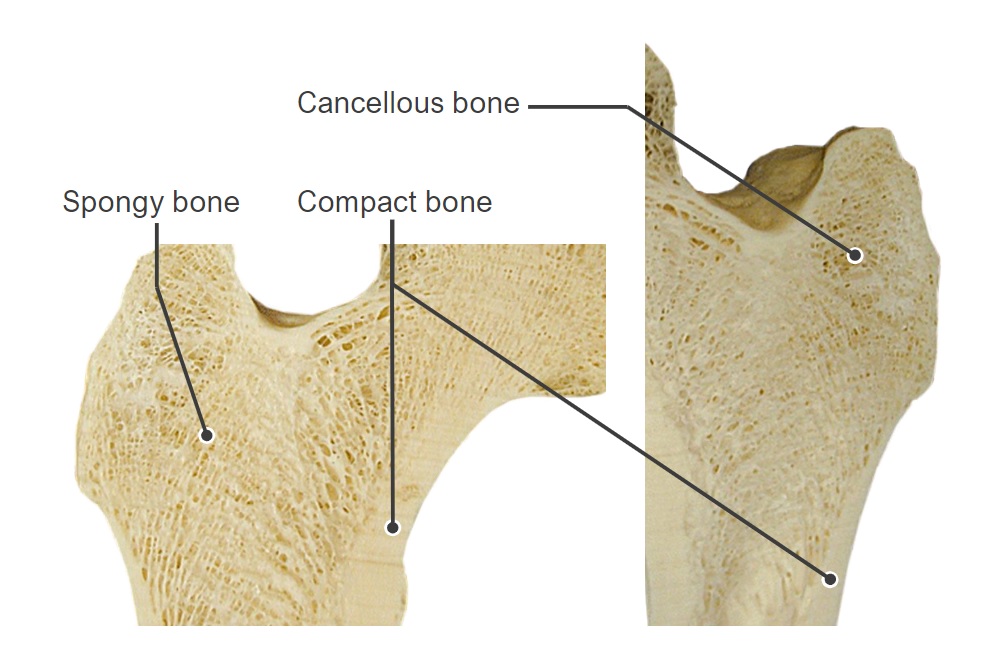 Estructura interna de una cabeza de fémur estructura de los huesos