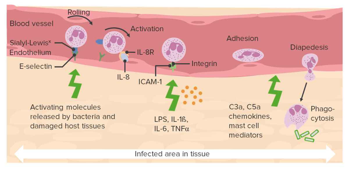 Fisiologia Do Processo Inflamatório, PDF, Inflamação