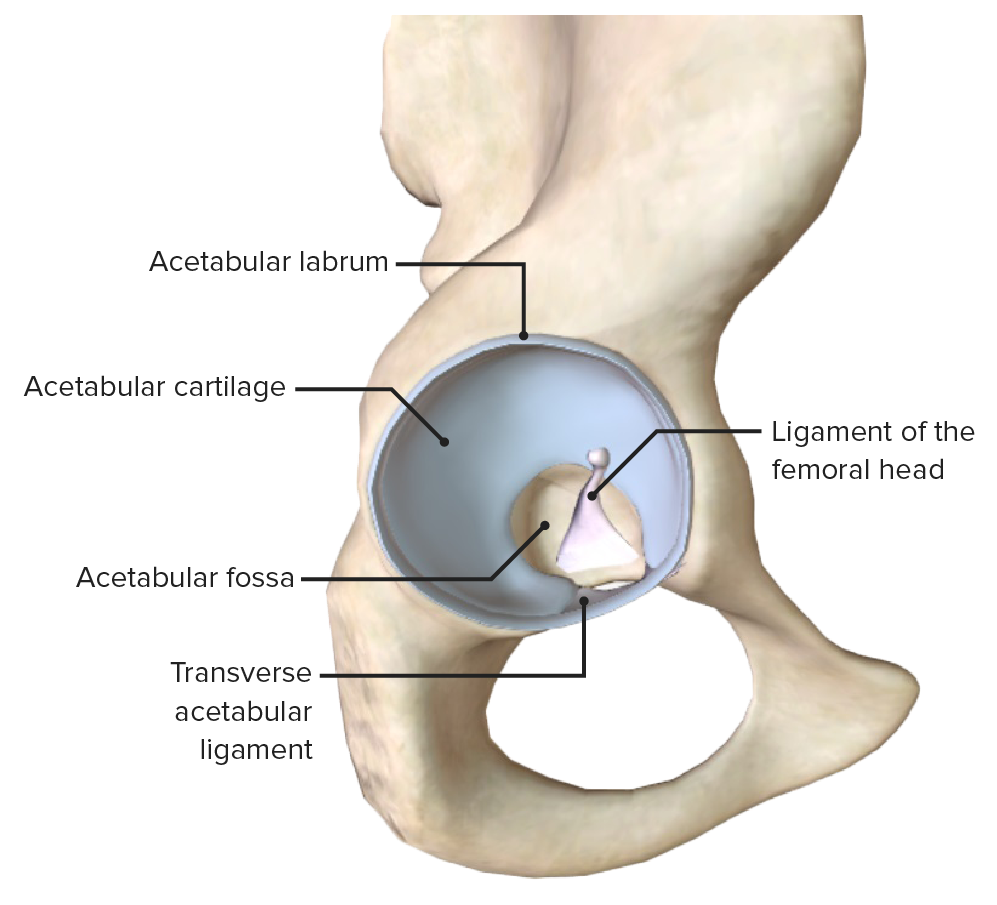 Intra-articular ligaments of the hip joint