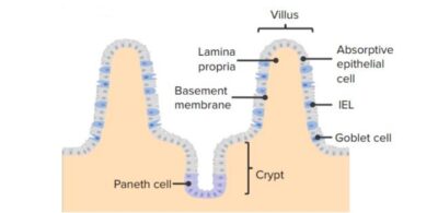 Intraepithelial lymphocytes