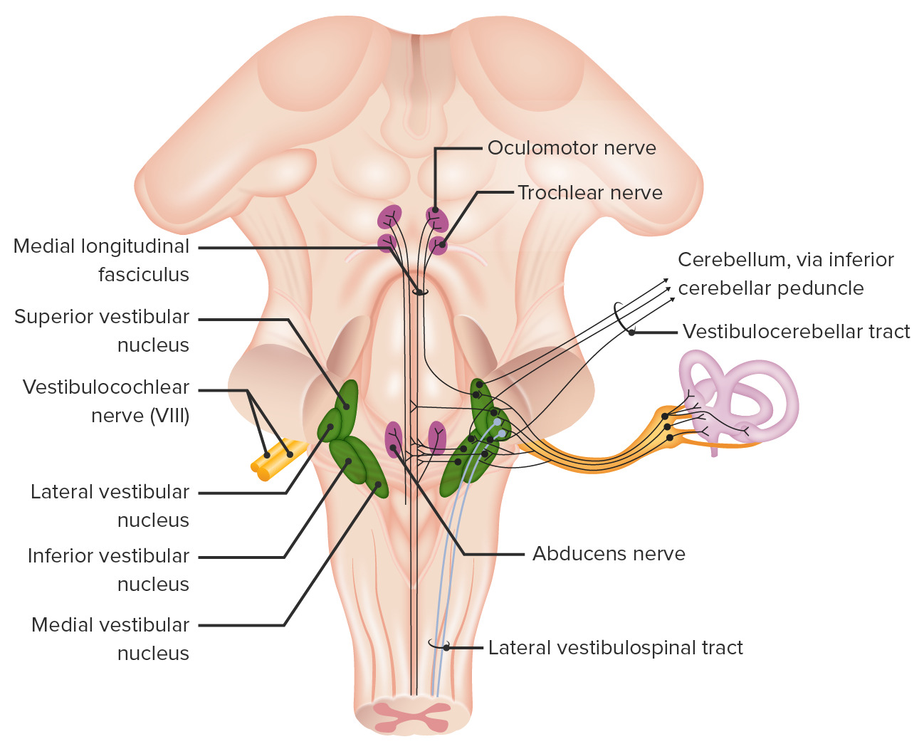Intricate pathways of the vestibular system