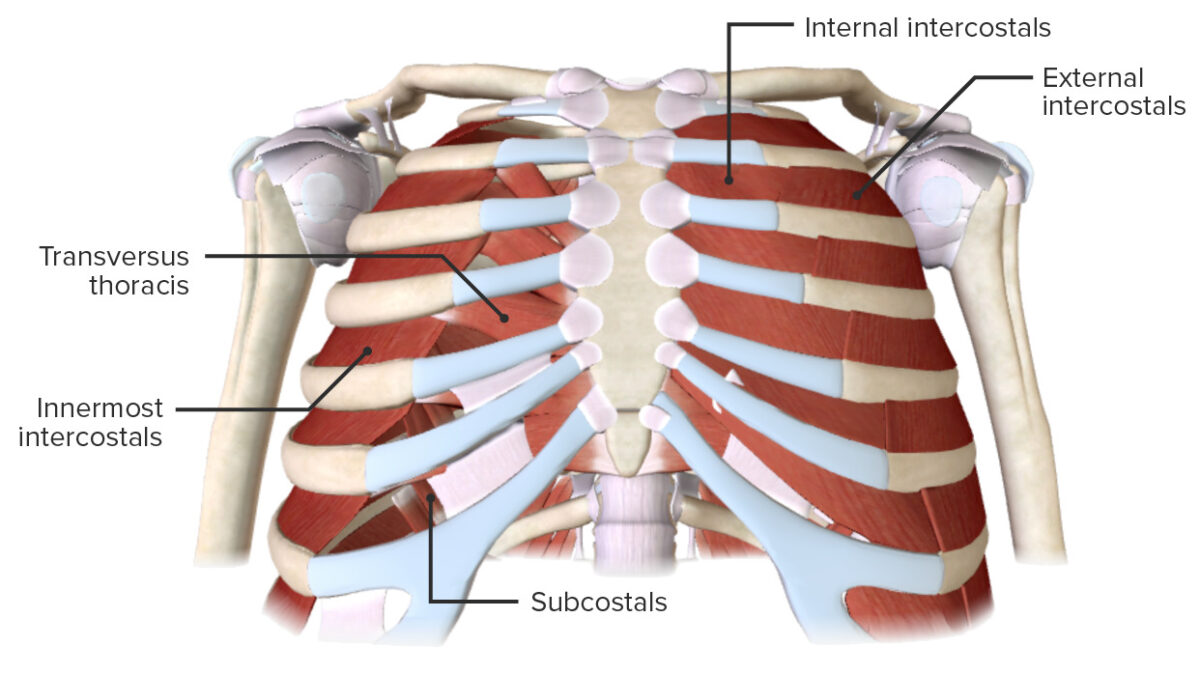 Intrinsic muscles of chest wall