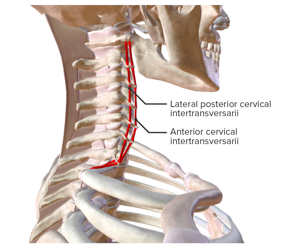 Intrinsic back muscles cervical intertransversarii muscles biodigital